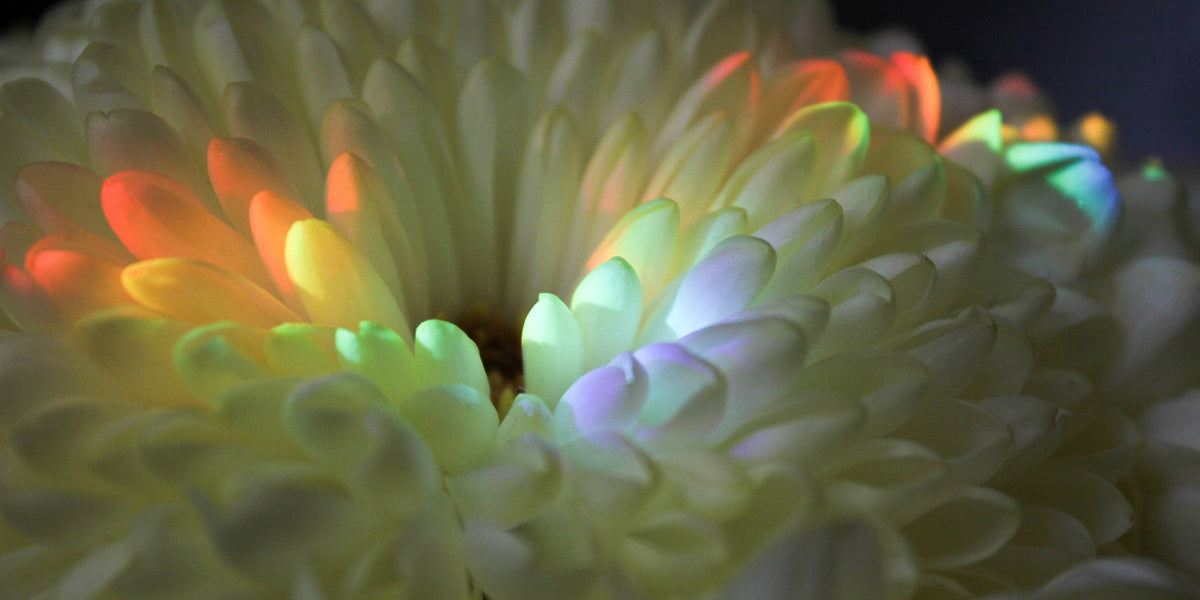 Rainbow light from a prism falling across white flower petals